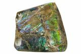 Iridescent Ammolite (Fossil Ammonite Shell) - Rainbow Colored #275101-1